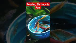 Shrimps enjoying TetraBits