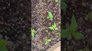 My side house garden grapes 🍇 , hidden rose apples 🍏, spinach ,cilantro 🌿