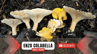 Prima uscita del 2024: ancora funghi a gennaio 😊 Geotrope, galletti, trombette e leccini 🍄