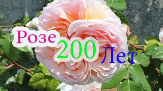 Розе 200 лет !