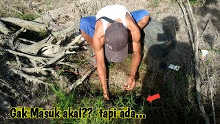 Rezeki di dalam lubang kok ada ikan lele lembat akar