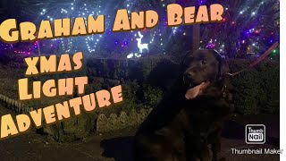 Chocolate labrador xmas lights adventure.