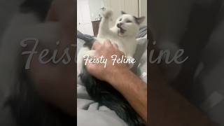 Nai Nai Cat Takes Over Storytime: 😂 A Feisty Feline Tale #cat #feisty #storytime