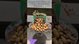 How To Plant Potatoes | Seed to Harvest