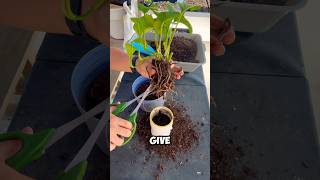 Pothos Plant Revamp: Pruning and Repotting For A Fresh Start 🪴#pothos #gardening #rooted #plantlady