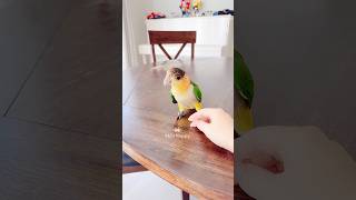 🦜🤣 Supper Funny Caique | Baby Cheshire, the mischievous Caique