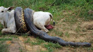 10 COBRAS GIGANTES CAPTURADAS NA AMÉRICA DO SUL