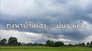 ทุ่งนาบ้านเฮา.... ฝนมาแล้ว