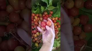 DIY Farm tinggal di Australia