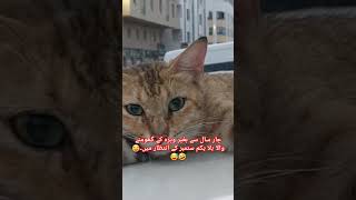 بلا 420🐈😂🤣#propertyhub490 #viralvideo #10ksubscribers #amnestyUAE