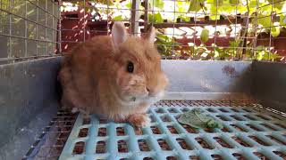 Orange Netherland Dwarf