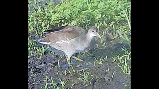 IMMATURE COMMON GALLINULE