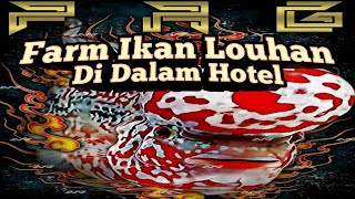 Farm Ikan Louhan Didalam Hotel ??