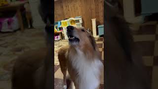 Mad dog with cat toy #shortvideo #dog #doge #cat #doge #doge #doge #doge #doge #doge #doge #doge