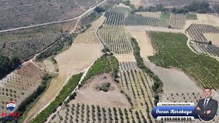 Manisa Soma Bayat 6 Dönüm Köye Yakın Kadastral yolu olan Satılık Kelepir Zeytinlik