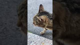 This cats meows si cute 😺😸😽🙀#cats #catshorts #catvideos 🐯💕