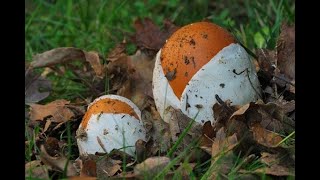 Incredibile covata di ovoli come non si era mai vista prima (Amanita caesarea)