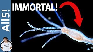 5 Unbelievable & Supernatural Animal Abilities!