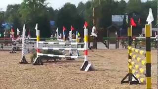 95– sale show jumping– bay gelding _ KWPN - 2007 _ competition 130 cm