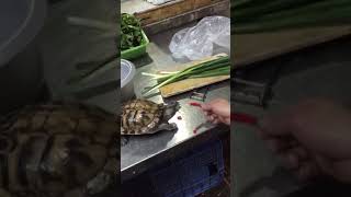 Funny Turtle Eat Spice