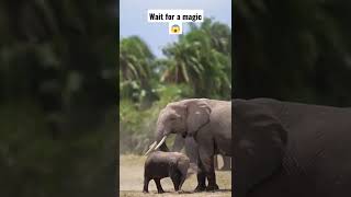 Beauty Of Nature🙈 Magic of elephant relaxation 🤯❤️ #shorts #waitforend #nature