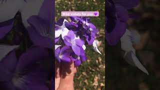 Wild Violet Bouquet 💜✨ #flowers #shorts #nature #love #asmr #garden #foryou #friends #relax #happy