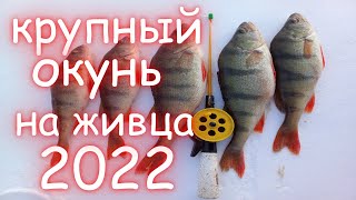 Крупный окунь на живца 2022