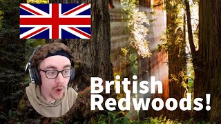 British Guy Reacts to Beautiful Redwood National Park in America #react