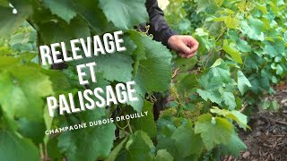 Le palissage en Champagne