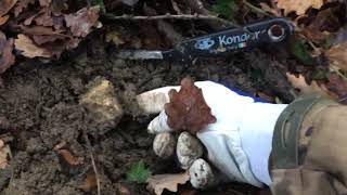 Truffle hunting Siena Tartufi