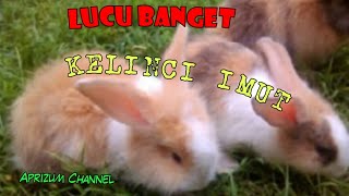 Kelinci Anggora Lagi Bermain - Kelinci Lucu - Lucunya Kelinci Anggora