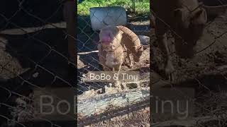 MEET BOBO & TINY | FATHER & DAUGHTER PITS