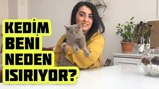 Kedim Beni Neden Isırıyor, Elimi Isırmasına Nasıl Engel Olurum?