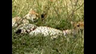 Cheetahs 7 Serengeti