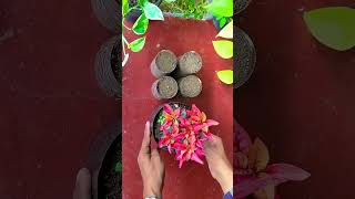 How to Propagate Red Alternanthera Cuttings in Plastic Bottle - DIY