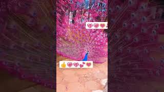 Beautifull 😁💖💟💞💗 peacock Masallah 💗💗👍💟💖💗💗💟💖 #ytshorts #shortsfeed #shorts