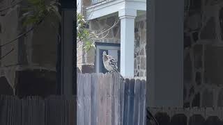 Road runner#birds