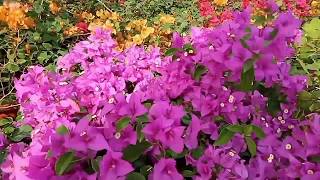 Bougainvillea detailed review part 1 urdu