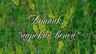 Донник - "царский венец"