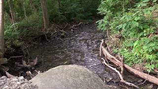 Stream of Dragonflies with Train Whistle -- Missouri