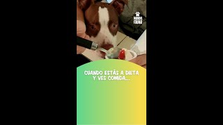 ¡Odio las dietas! Este perro no se aguantó el antojo #MundoFauna