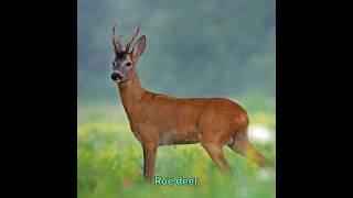 Roe deer hunt #hunting #animals #deer