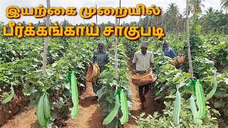 பீர்க்கங்காய் சாகுபடி முறை | Ridge Gourd Cultivation | இயற்கை வேளாண்மை #NaturalFarming |