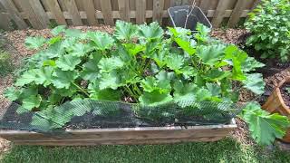 Zucchini Bed Exploding With Leaves