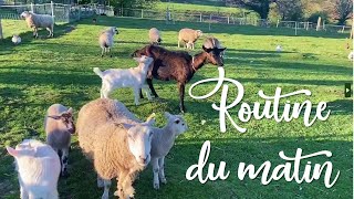 Routine animaux + astuce pour souder les cires de cadres de hausse