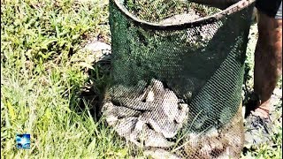 Traditional Net Fishing Videos 🎣 Catch Fish By Hand || Best Fishing Hd