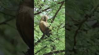 After intense search able to spot Malkoha after two years of wait #ytshorts #shorts #ytshort