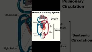 Human circulatory system #shorts #humanheart #heart