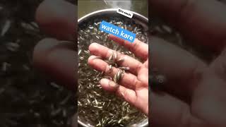 katla seed baby #baby #fitness #fish