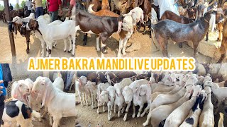 25 JUNE TUESDAY AJMER BAKRA MANDI LIVE GOAT MARKET COVER WITH PRICE RAJASTHAN BIG MANDI SEASON 2025